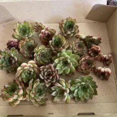 2026年最新】韓国苗 セット 多肉植物の人気アイテム - メルカリ