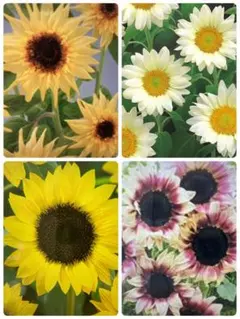 ひまわり4品種の種