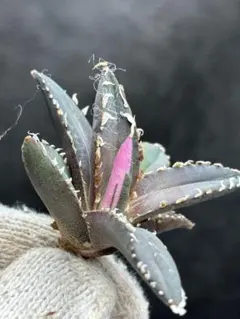 2026年最新】アガベ 狼人 錦の人気アイテム - メルカリ