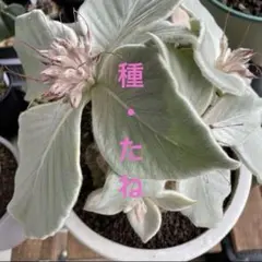 TOTORO様 リクエスト 2点 まとめ商品