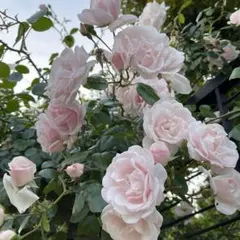 ミッキー2様 リクエスト 3点 まとめ商品