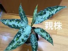 珍品 Aglaonema nitidum 'White Stem' アグラオネマ - メルカリ