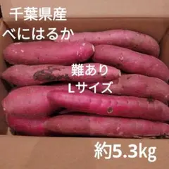 8 難あり　千葉県産　べにはるか　さつまいも　サツマイモ　Lサイズ　約5.3㎏