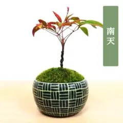 POTOCO 唐楓 カエデ 通天楓 観葉植物 陶器鉢 盆栽 小品盆栽 苔玉