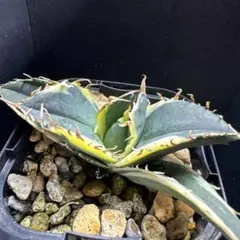 地植えアガベ　子株セット売り 2025年最新】アガベ 子株 セットの人気アイテム - メルカリ