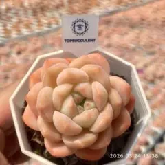 Top【選抜株】多肉植物　362360アボカド　36個　鉢無し/脱土 Top【選抜株】多肉植物 362360アボカド 36個 鉢無し/脱土 - メルカリ