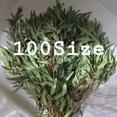 生ユーカリ細葉　100Size
