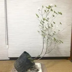 ミツバツツジ 白花 大株 【品番3622】 - メルカリ