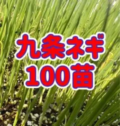 北海道産 玉ねぎ 苗 北もみじ2000 - メルカリ