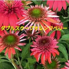 2026年最新】苗の人気アイテム - メルカリ