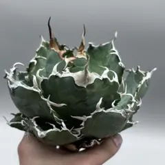 Lj_plants】Z008アガベ チタノタ 白鯨 極上強棘株 - メルカリ