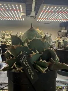 2026年最新】チタノタ 狼人の人気アイテム - メルカリ