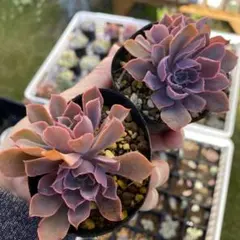 Miru Mau様 リクエスト 3点 まとめ商品