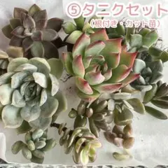 ひーちゃん様 リクエスト 2点 まとめ商品