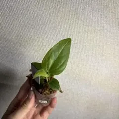 Anthurium jenmanii variegataのサムネイル