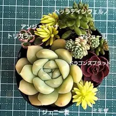 寄せ植えセット　抜き苗　多肉植物　7/13　10時迄　ジェニー麦のサムネイル
