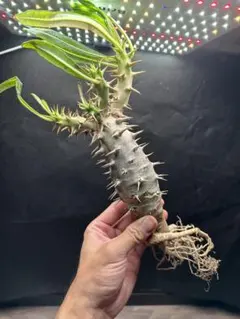 2025年最新】アンボンゲンセの人気アイテム - メルカリ