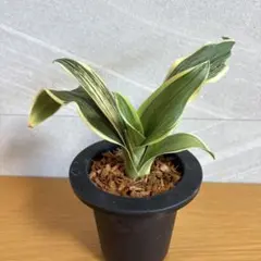 万年青 三光鳳 羅紗系 銘鑑最上段 芋吹き おもと - メルカリ
