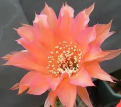 花サボテン 「CR」 カキ子２つ 素敵なオレンジ色 サボテンのサムネイル