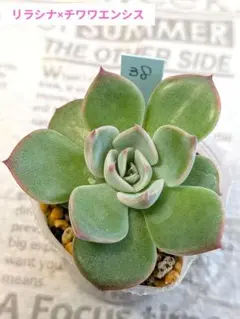 リラシナ×チワワエンシス　葉挿し　多肉植物