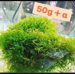 無農薬 ウィローモス 50g＋α - メルカリ