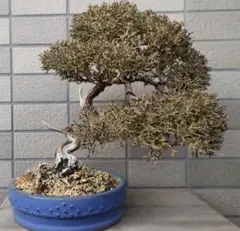 2026年最新】真柏の人気アイテム - メルカリ