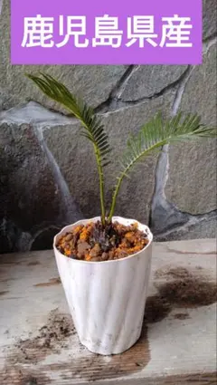 2026年最新】ソテツ 苗の人気アイテム - メルカリ