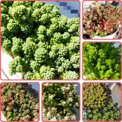 ❤多肉植物❤セダム6種詰め合せセット❤カット苗❤寄せ植え❤多肉弁当