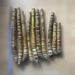 布袋竹ーー根っこ付き