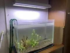 ADA 60水槽　ハイタイプ　エーハイム2215 アクロgrowのサムネイル