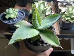 断捨離※プロフ必読様 リクエスト 3点 まとめ商品