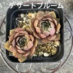 2026年最新】多肉植物 センペルビウムの人気アイテム - メルカリ