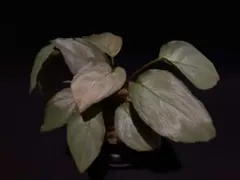 Homalomena sp."鶯"のサムネイル