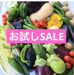 お試しセール　朝採り新鮮野菜詰め合わせ　80サイズのサムネイル