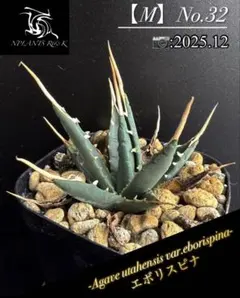 2025年最新】ユタエンシス エボリスピナの人気アイテム - メルカリ