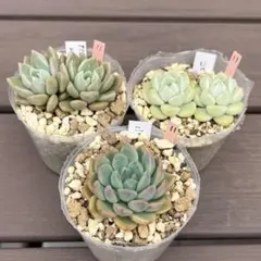 多肉植物3点セット⑪のサムネイル
