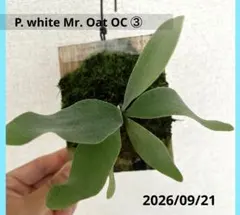 ホワイトミスターオート P. white mr.oat ビカクシダ 胞子培養株①