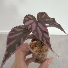 【鉢ごと発送】ベゴニア ジニー銀河 (ジニーギャラクシー) 鉢ごと発送】ベゴニア ジニー銀河 (ジニーギャラクシー) - メルカリ