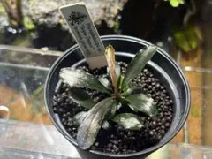 Bucephalandra sp. Murung raya LA813-1 黒 - メルカリ