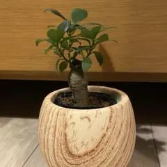 ❤️幸福をもたらす精霊が宿る木❤️人型ガジュマル❤️抜き苗　黒ポットで発送‼️