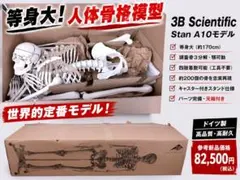 3B Scientific 全身骨格模型 骨格標本 ドイツ製 キャスター付き 3B Scientific 全身骨格模型 骨格標本 ドイツ製 キャスター付き - メルカリ