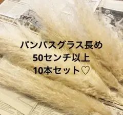 パンパスグラス　長め　10本以上！