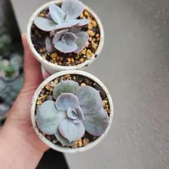 多肉植物 スモールピーチ カット苗 - メルカリ