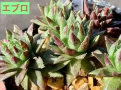 2026年最新】センペルビウムの人気アイテム - メルカリ