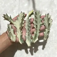 ホワイトゴースト抜き苗 24本まとめ売り ホワイトゴースト抜き苗 24本まとめ売り まとめ売り ホワイト