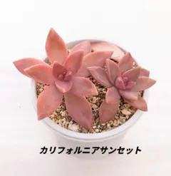 ぺんちゃん様 リクエスト 5点 まとめ商品