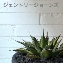 ジェントリージョーズ 特大株 - メルカリ