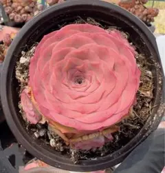 にゅるる・NEWCRYSTAL様 リクエスト 3点 まとめ商品