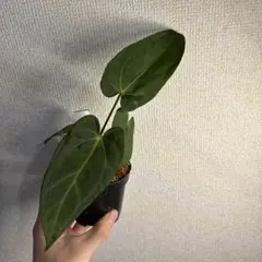 Anthurium Miss Freckles✖️RVDP（斑入り) - メルカリ