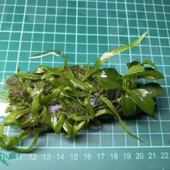 2026年最新】ミクロソリウムトライデントの人気アイテム - メルカリ